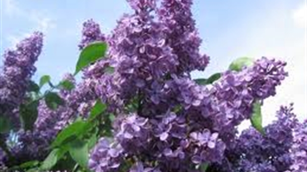 La Société d'horticulture la Chaudière fleurie et la Ville de Saint-Georges font l'acquisition d'une collection de 800 variétés de lilas