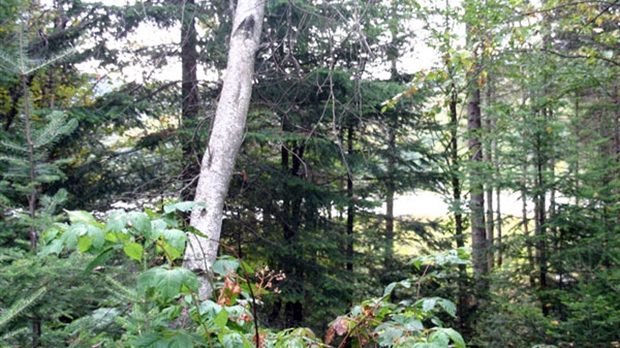 Le Groupement forestier de Beauce-Sud réplique à l’APBB