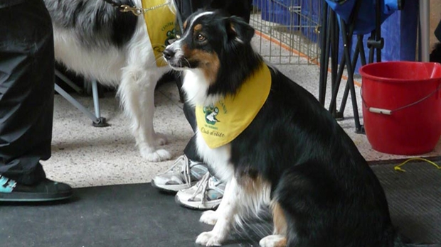 Quelques nouveautés au programme du 7e Salon Info-canin du Carrefour St-Georges