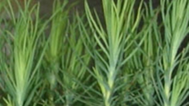 Des stylos qui deviendront des arbres