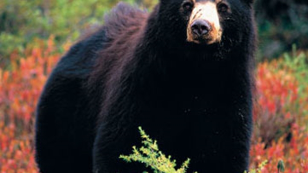 La chasse à l'ours s'amorce mardi