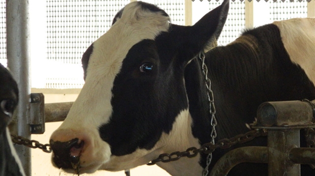 Relance de l’abattoir Levinoff-Colbex : Un rendez-vous à ne pas manquer pour les producteurs de bovins