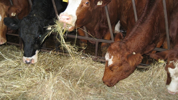 La rencontre pour les producteurs de bovins annulée