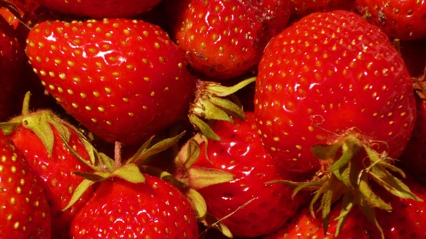 La cueillette de la fraise est déjà amorcée chez certains producteurs