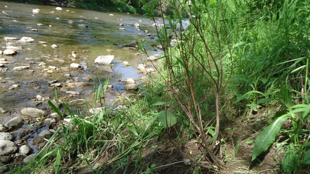 Le parc du Domaine Taschereau compte 1000 arbres de plus sur son territoire