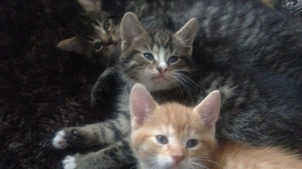 Le nombre d'animaux abandonnés quadruple à l'approche du 1er juillet