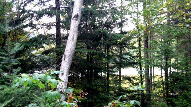 Travaux sylvicoles – Un investissement de 862 000 $ en Chaudière-Appalaches