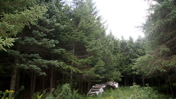 Les Groupements forestiers de la Beauce rétorquent à l'APBB