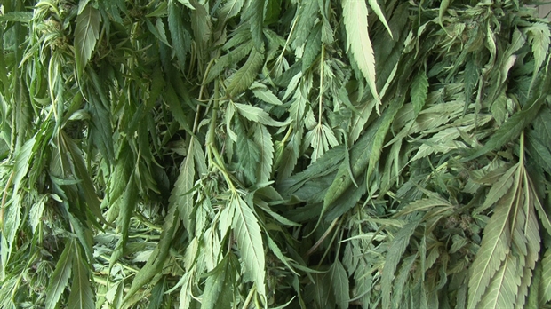 Autre perquisition de cannabis dans les Etchemins