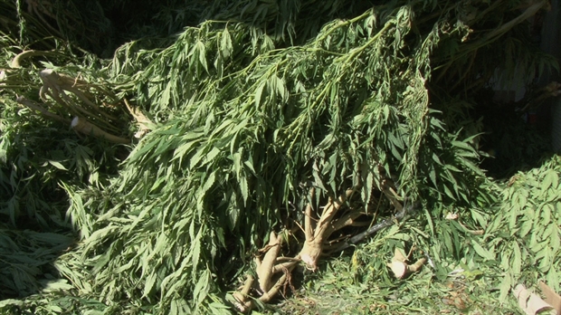Perquisition de 73 plants de cannabis à Saint-Gédéon et Saint-René