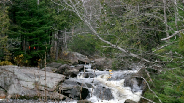 Deux groupements forestiers de la région décrochent leur certification FSC