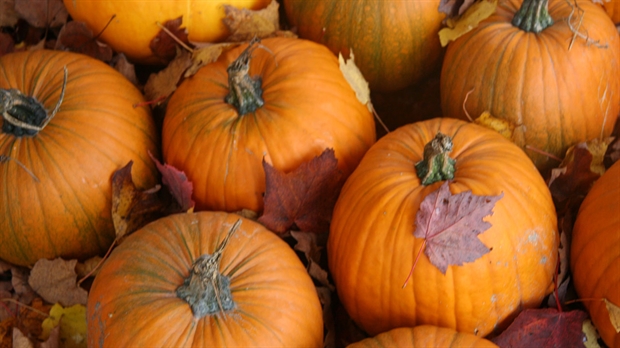 Le Grand Marché de Beauce-Sartigan célèbre l'automne et l'Halloween