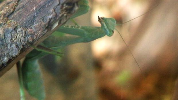 Des insectes au Centre culturel Marie-Fitzbach