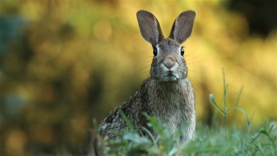 Comment nourrir adéquatement votre lapin de compagnie?​