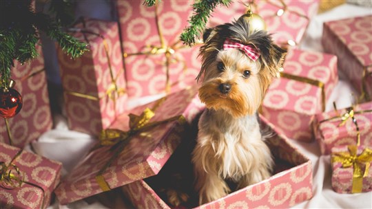 Les poinsettias sont toxiques pour les animaux. Le saviez-vous?​