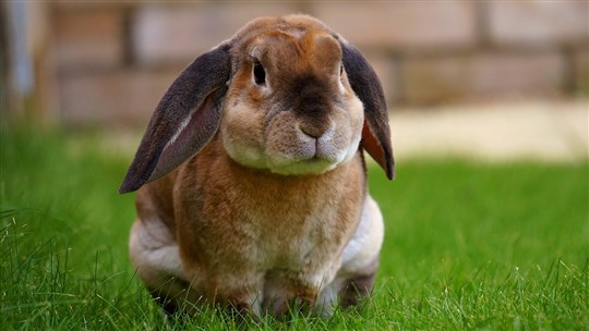 Avoir un lapin, bonne ou mauvaise idée?