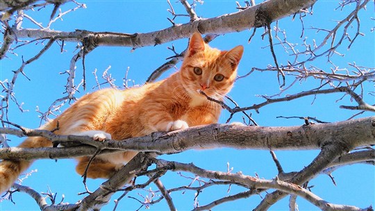 Les avantages d'un arbre à chat