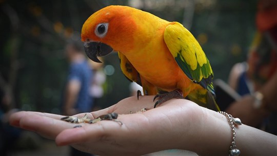 La fumée des poêles de téflon est toxique pour l'oiseau exotique, le saviez-vous ?