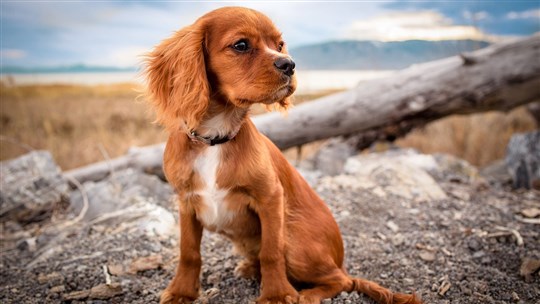 Mon chien se traîne sur les fesses, pourquoi?