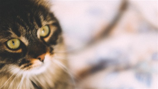 Le Tylénol (acétaminophène) peut être dangereux pour votre chat. Le saviez-vous ? 