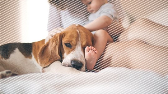 Bébé arrive, préparez votre chien!