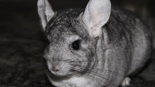 Connaissez-vous bien les chinchillas?