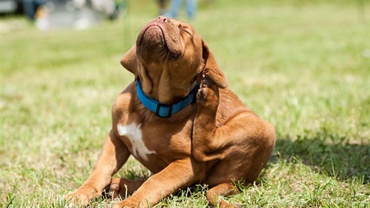 Protégez votre animal des tiques et des puces, c'est aussi protéger les membres de votre famille!