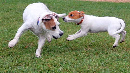 Votre chien peut aussi avoir la grippe, le saviez-vous? 