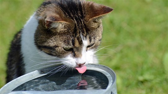 Votre chat boit-il suffisamment?