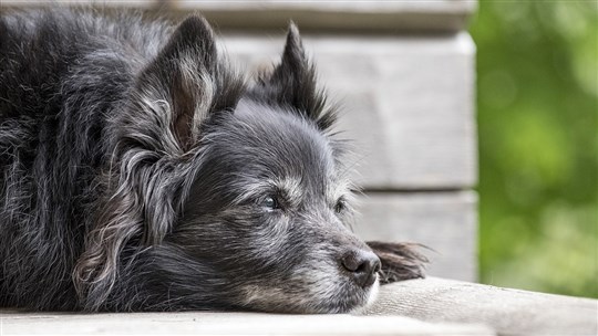 Le vieillissement chez nos compagnons à poils 