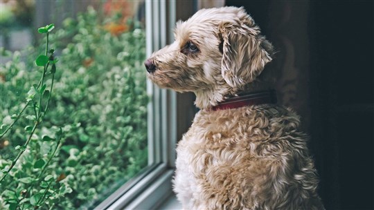 Mon chien a peur de l’orage…quoi faire ?