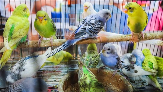 L’alimentation des oiseaux exotiques de compagnie