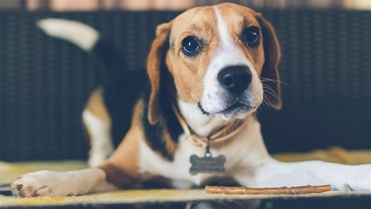 Mon animal est-il bien identifié?