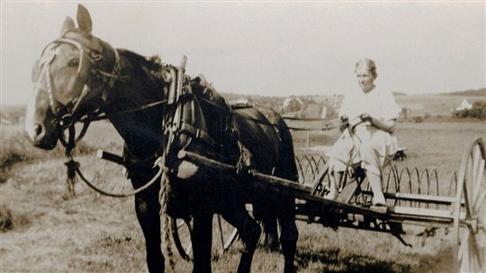 Omniprésence du cheval en Beauce il y a 100 ans