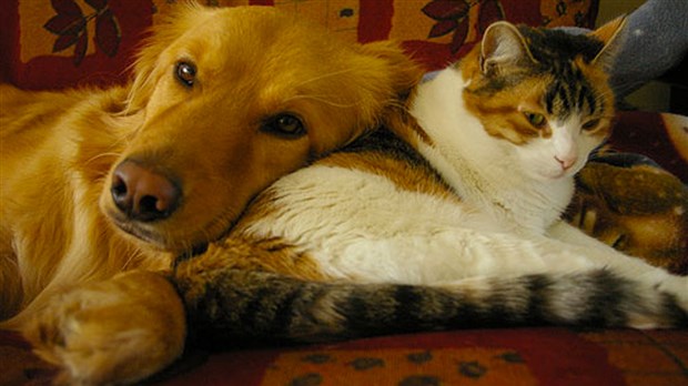 Propriétaires de chiens et de chats : avez-vous votre licence 2013 ?