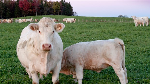 25 M$ versés en soutien aux producteurs d’agneaux et de veaux d’embouche