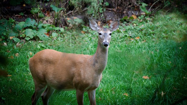 Nourrir les cerfs nuit à leur santé