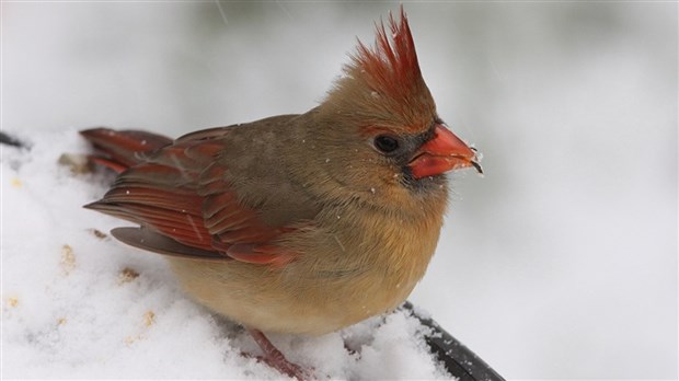 Participez au Décompte des oiseaux de Noël 2013