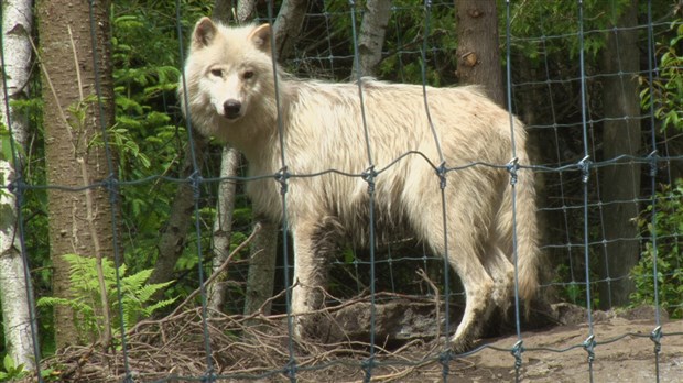 Le Miller Zoo de Frampton ouvrira bientôt ses portes