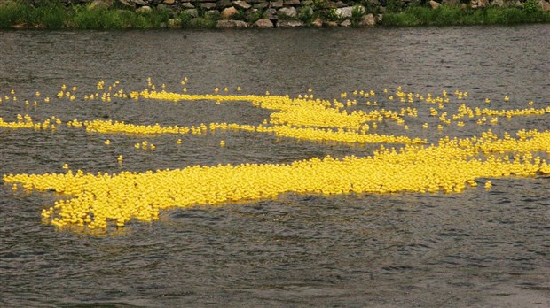Une marée jaune de petits canards envahit la rivière Chaudière