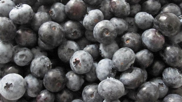 Les bleuets de la Chaudière-Appalaches présents en grand nombre en région