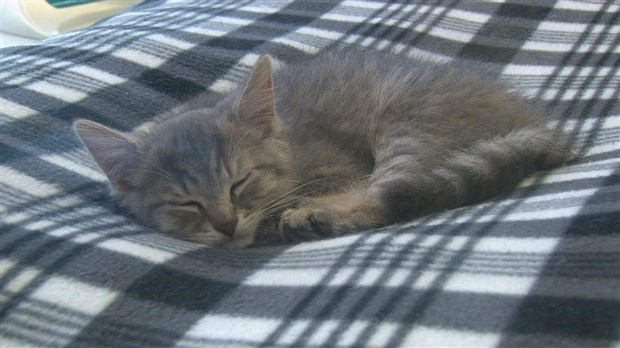 Surpopulation animale : quelles sont les solutions?