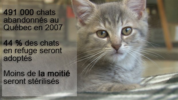 Surpopulation Animale Quelles Sont Les Solutions Enbeauce Com