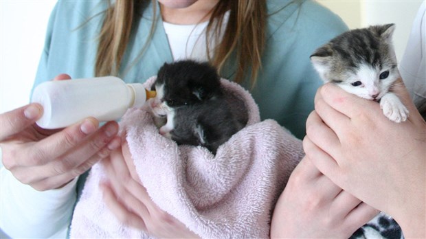 Contrôle animalier : Ville de Saint-Georges fait de nouveau confiance à la SPA