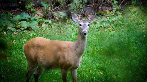 Un concours pour les chasseurs québécois