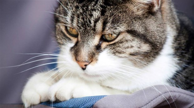 C’est le temps de renouveler la licence de votre animal de compagnie