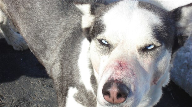 Les chiens laissés en liberté peuvent causer des dommages à la faune sauvage