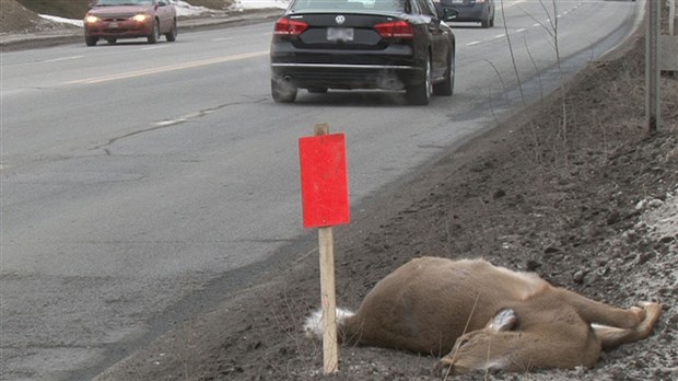 Cinq collisions impliquant des chevreuils au cours de la fin de semaine