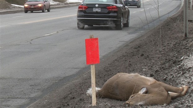 EN BREF | Plusieurs accidents impliquant des chevreuils