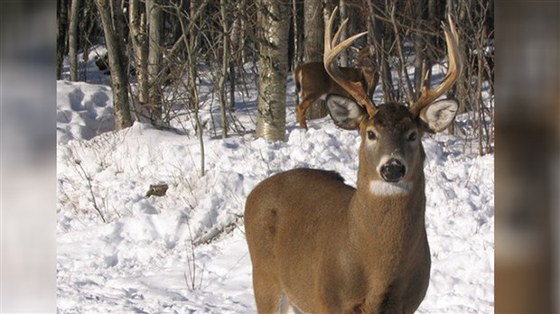 Une femme de Saint-Évariste tente par tous les moyens de sauver ses chevreuils